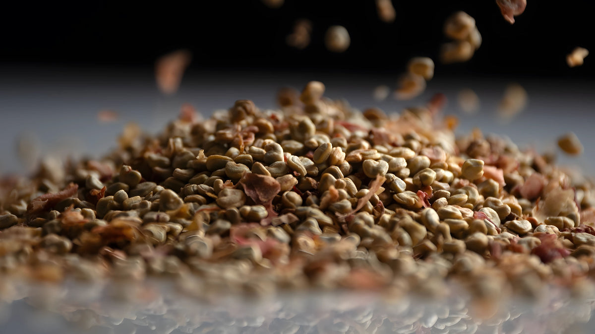 Gros plan sur des graines de figue de barbarie sauvage bio prêtes à être pressées à froid, matière première rare utilisée pour produire une huile végétale naturelle aux vertus hydratantes, réparatrices et anti-âge pour la peau et les cheveux.